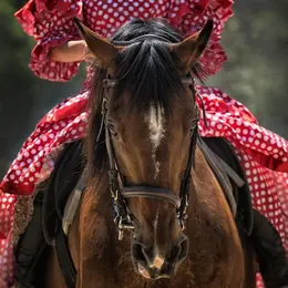 Spectacles des vendredis - Bestia/Les bourgeaons - Cheval songeur