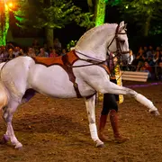 Spectacles équestres