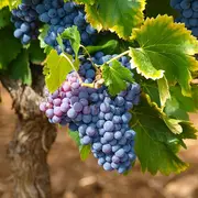 Spirivino : salon des vins, bières et spiritueux