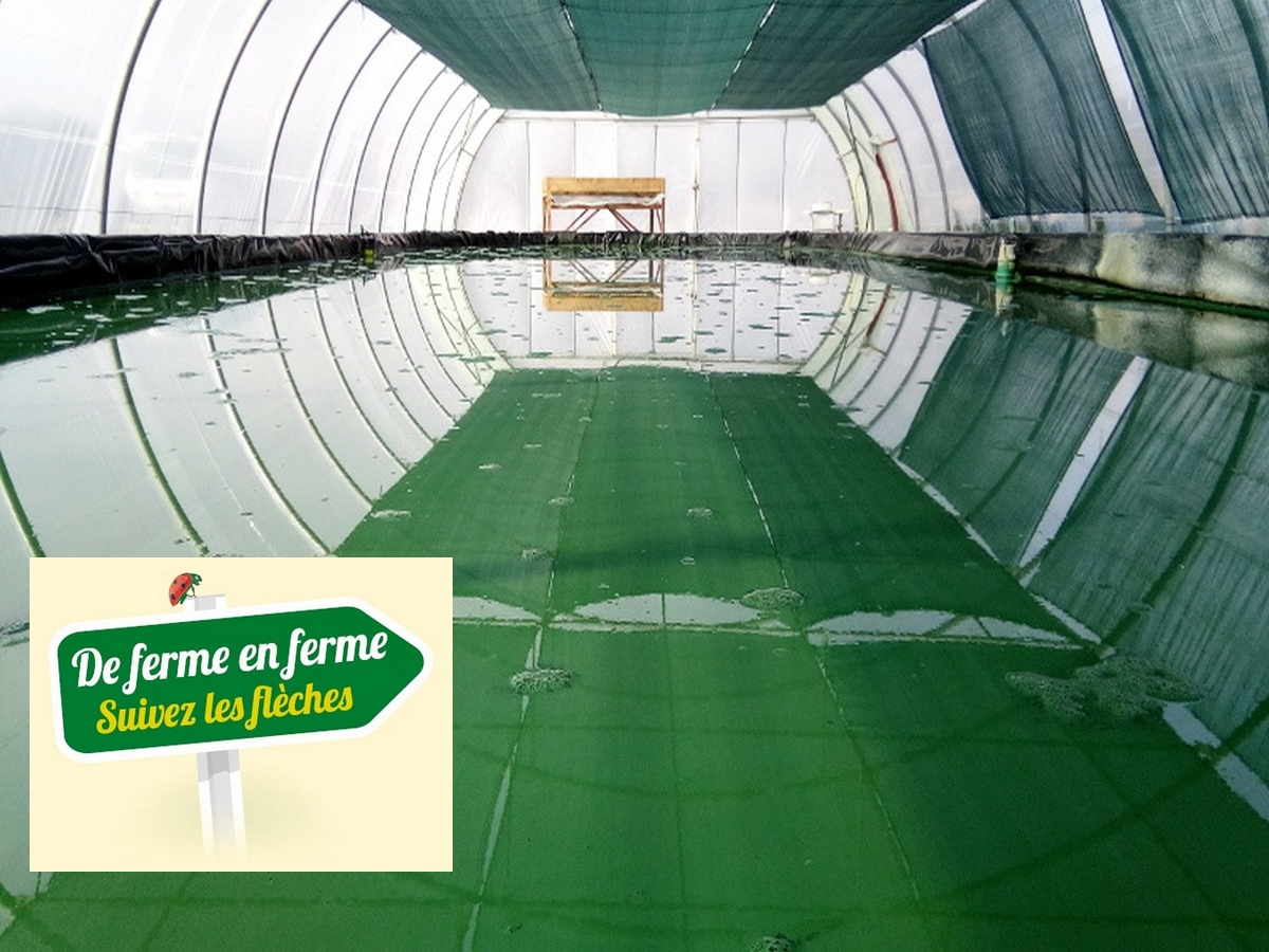 Spiruline - De Ferme En Ferme En Val De Dagne