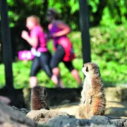 Sport au Zoo / Courir pour la conservation