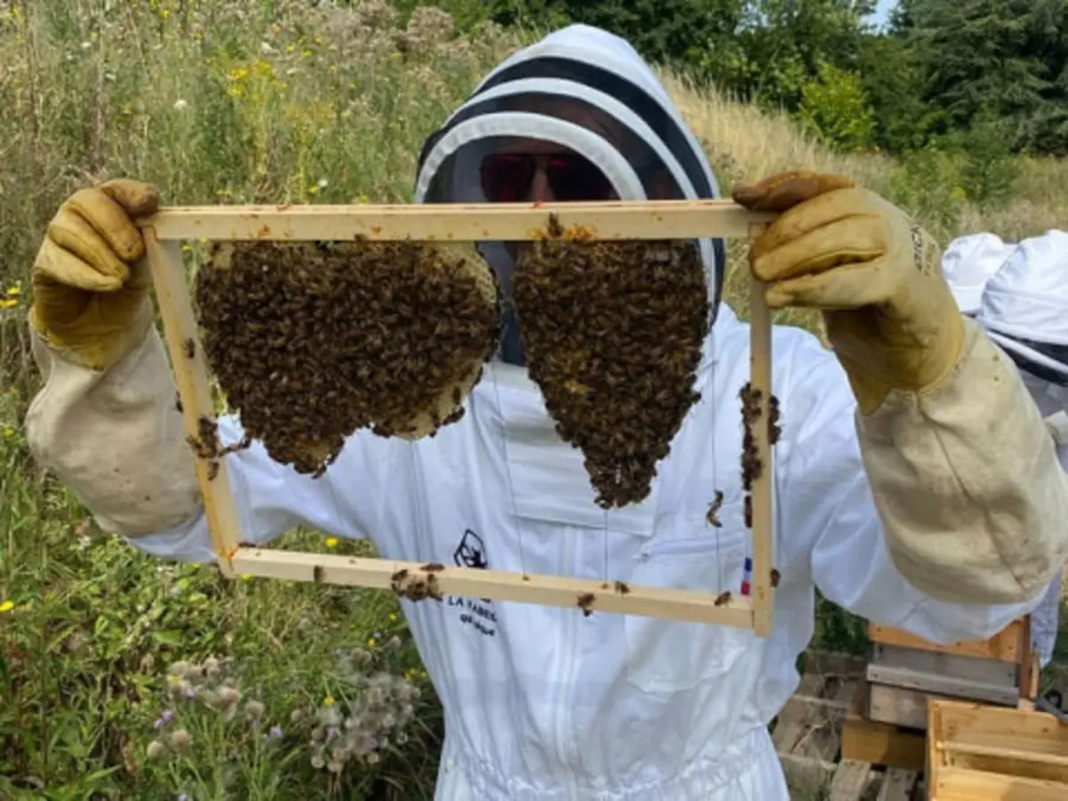 Stage 1/2 journée Apiculture à Lille (59)