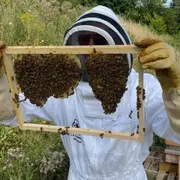 Stage 1/2 journée Apiculture à Lille (59)