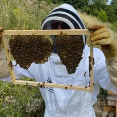 Stage 1/2 journée Apiculture à Lille (59)