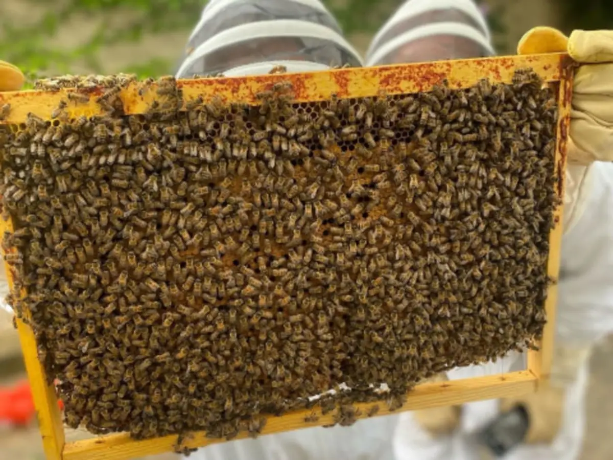Stage 1/2 journée Apiculture à Mouriès (13)