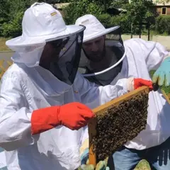 Stage 1/2 journée Apiculture à Nanterre