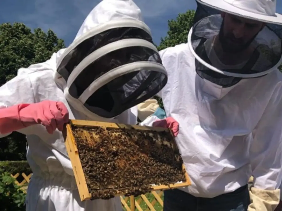 Stage 1/2 journée apiculture à Pessac près de Bordeaux