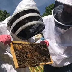 Stage 1/2 journée apiculture à Pessac près de Bordeaux