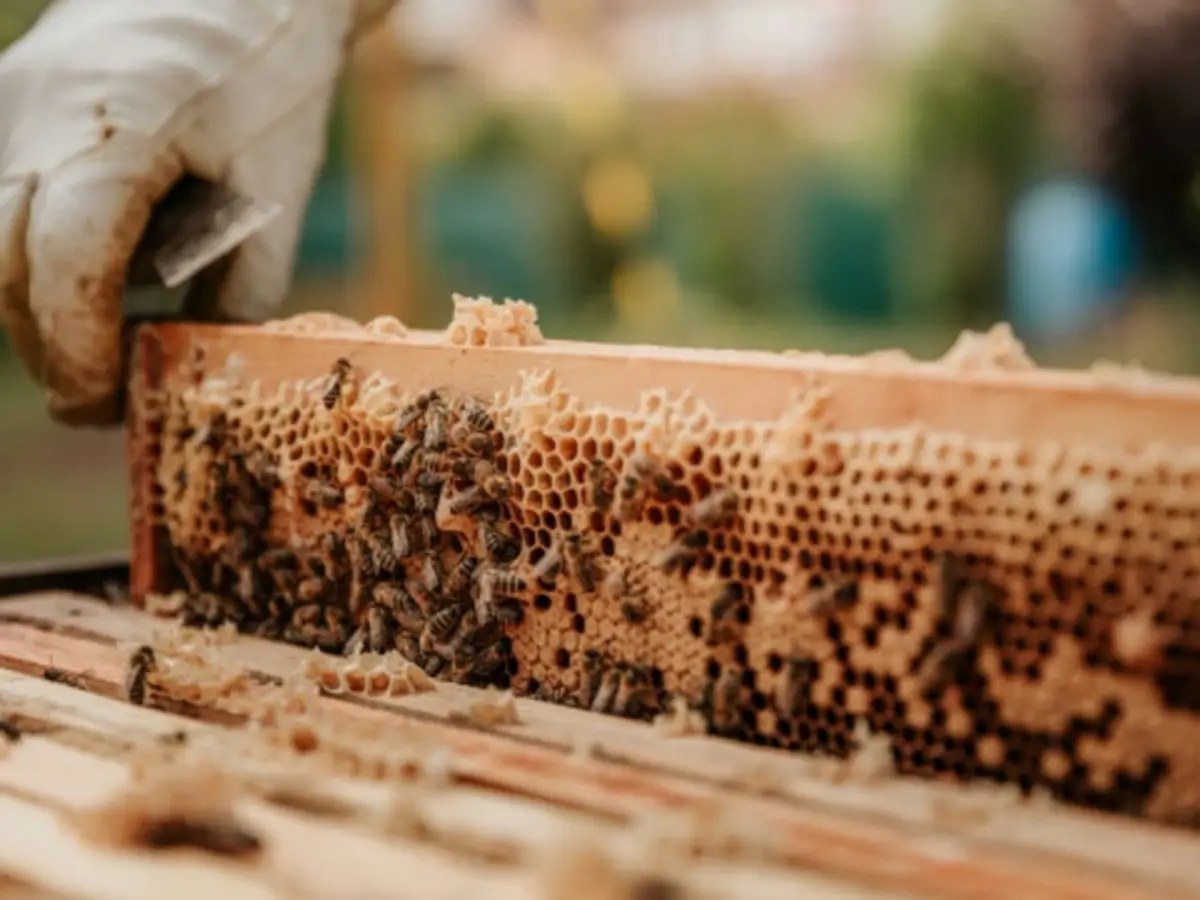 Stage Apiculture : Atelier découverte  du monde des abeilles à Daux (31)