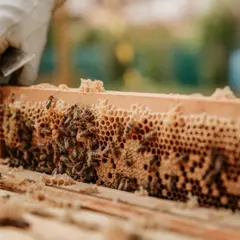 Stage Apiculture : Atelier découverte  du monde des abeilles à Daux (31)