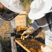 Stage apiculture près de Marseille (13)