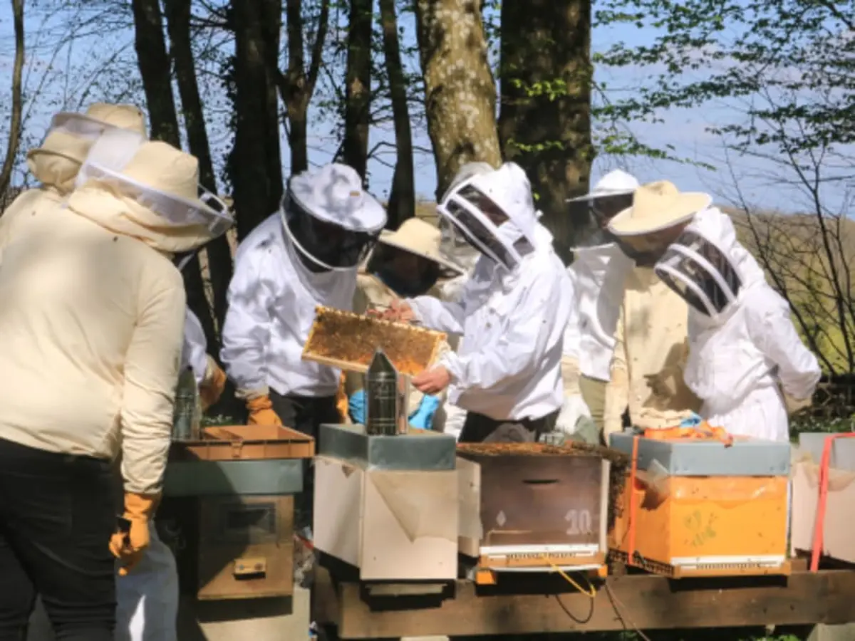 Stage Apiculture Récolte de miel à Chaume-en-Brie (77)