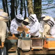 Stage Apiculture Récolte de miel à Chaume-en-Brie (77)