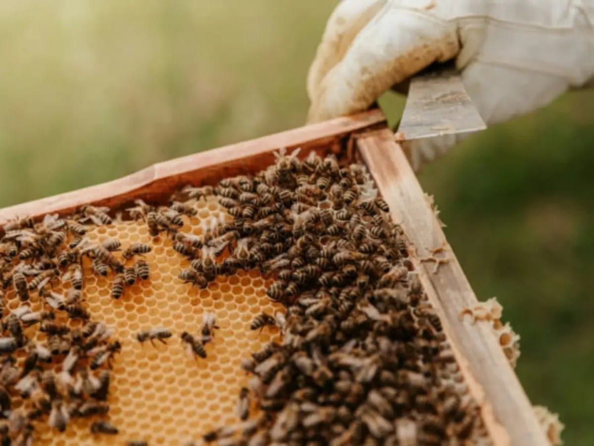 Stage Apiculture : Une journ&eacute;e dans le monde des abeilles &agrave; Daux (31)
