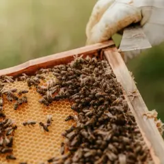 Stage Apiculture : Une journée dans le monde des abeilles à Daux (31)
