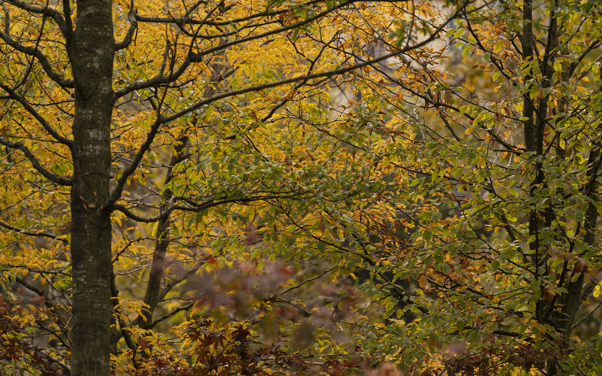 Stage Arts Plastiques : au cœur de la forêt