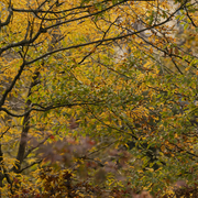 Stage Arts Plastiques : au cœur de la forêt