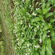 Stage Botanique et Usages des Plantes