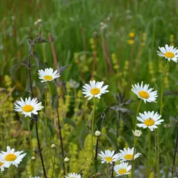 Stage cuisine sauvage - 50 plantes d'été