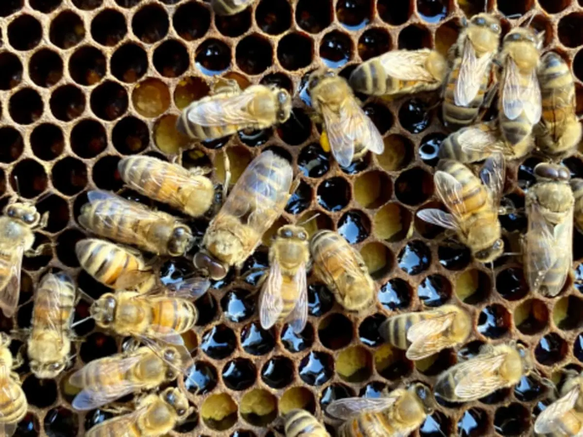 Stage d'apiculture à Chevannes (45)