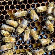 Stage d'apiculture à Chevannes (45)