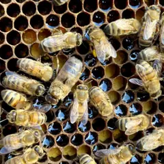 Stage d'apiculture à Chevannes (45)