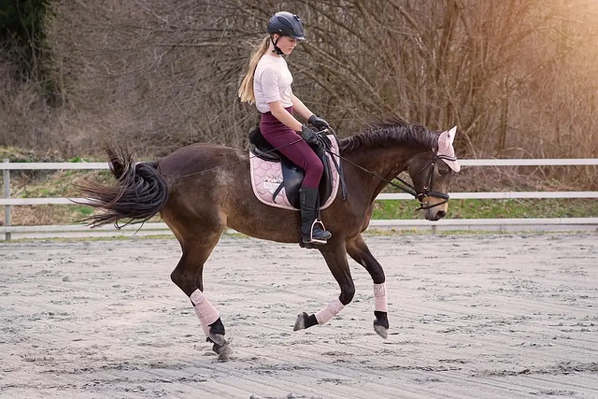 Stage d'équitation - Débutants