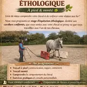 Stage D'Equitation Ethologique