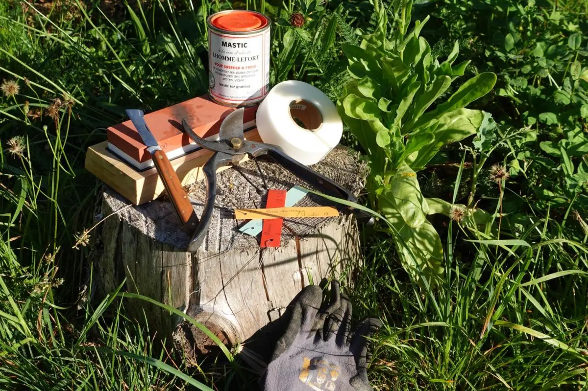 Stage d'initiation à la taille des arbres