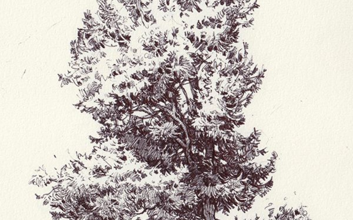 Dessin arbre