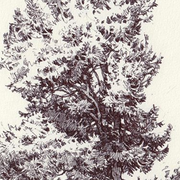 Stage de dessin du paysage