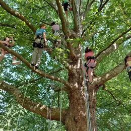 Stage de grimpe d'arbres