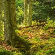 Stage de survie 1/2 journée dans la forêt de Marly-le-Roi (78)