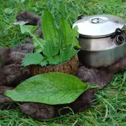 Stage de Survie 2 jours Gastronomie sauvage à Saint-Brieuc
