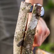 Stage de survie Avancé dans les Vosges (88)