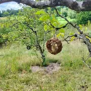 Stage de vannerie automnal