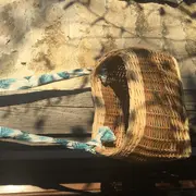 Stage De Vannerie : Fabrication D'Une Manne à Patates Rondes