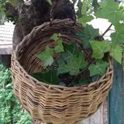 Stage de vannerie Hiver et Printemps