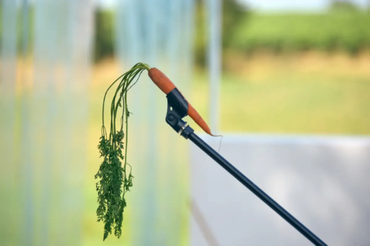 Stage | Découverte d'un texte classique - Cyrano, Rostand et vous