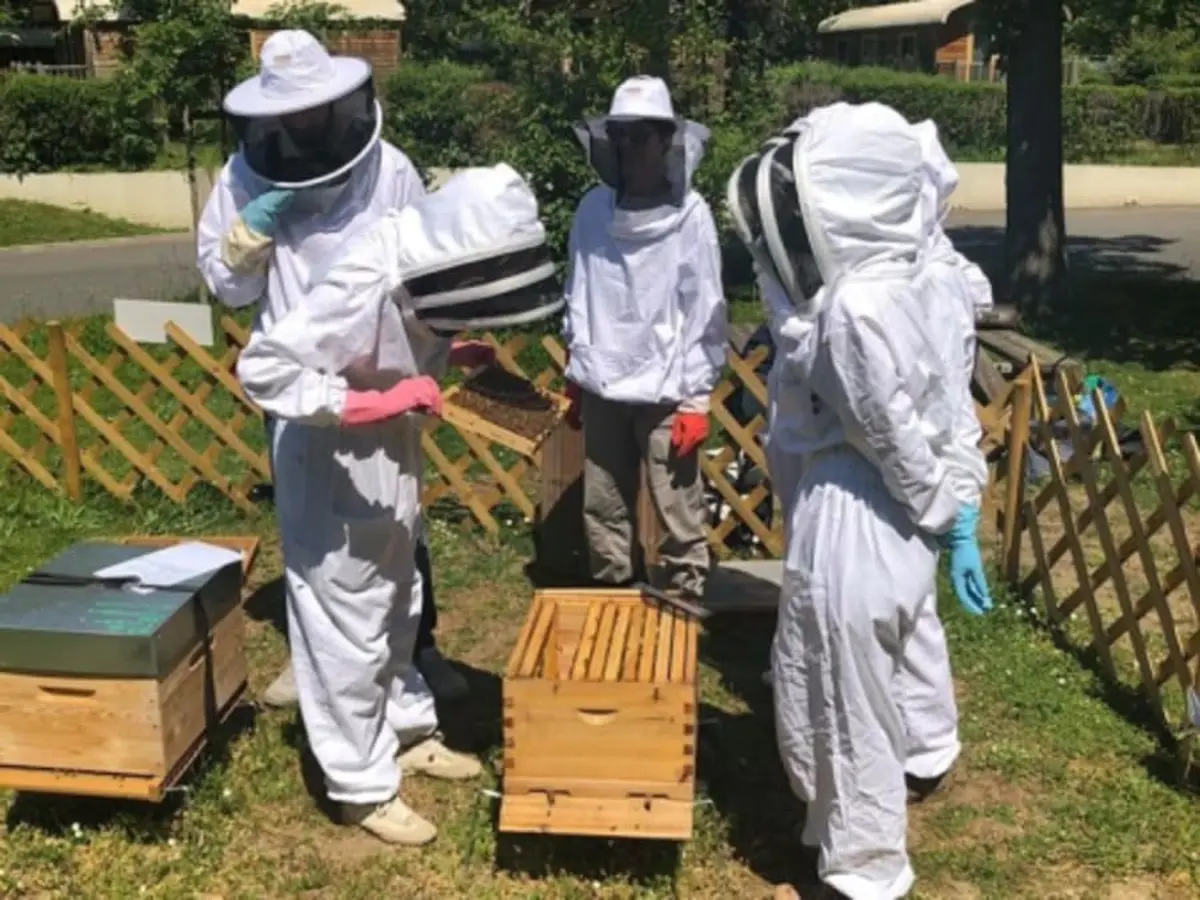 Stage journée apiculture à Daux près de Toulouse