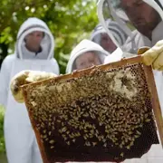 Stage journée apiculture à Lille (59)