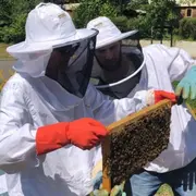 Stage journée apiculture à Pessac près de Bordeaux (33)