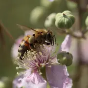 Stage macrophotographie