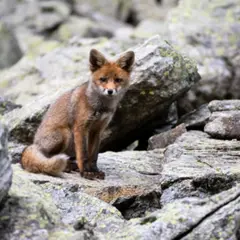 Stage photo animalier près d'Arrens-Marsous (65)