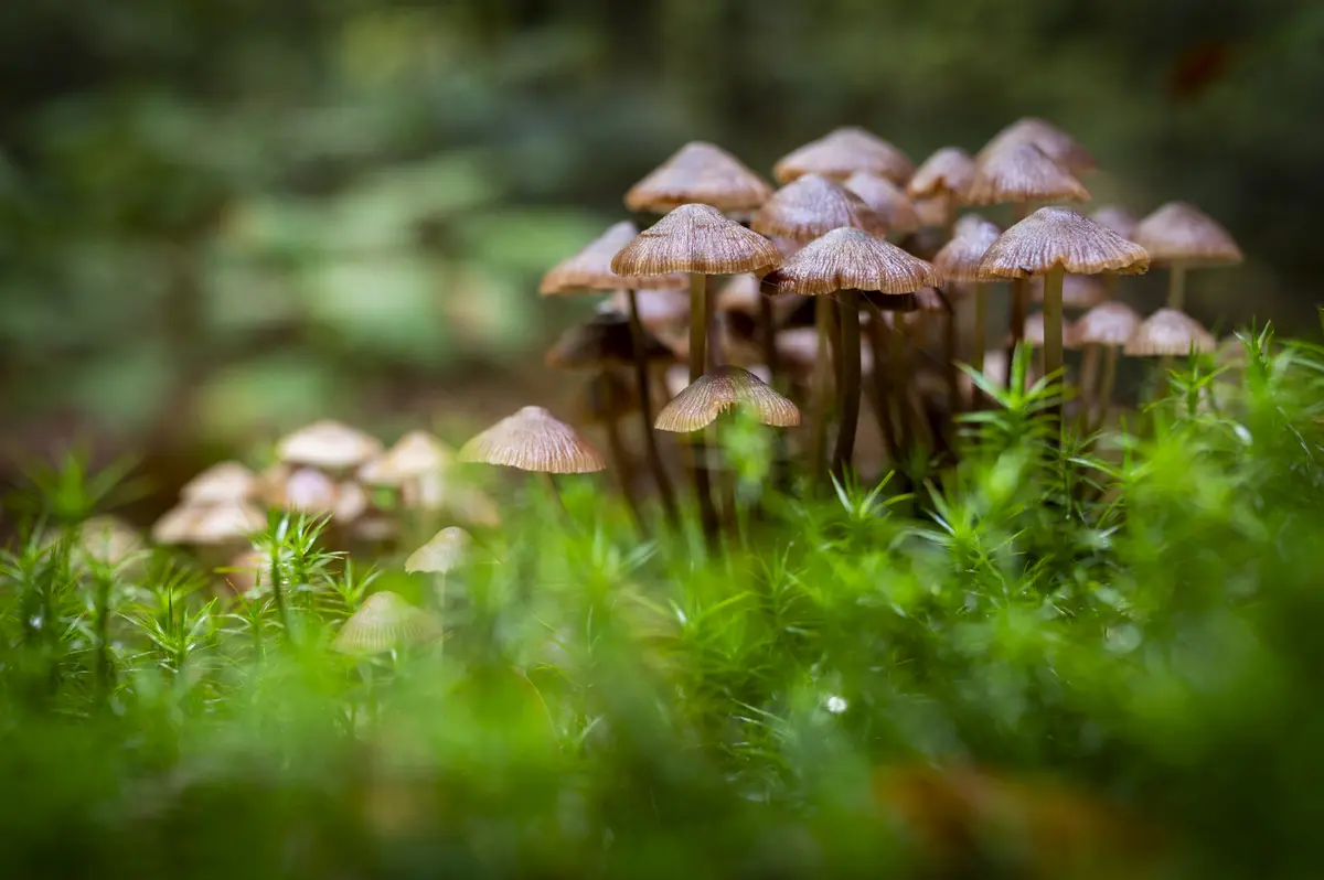 Stage photographier en forêt