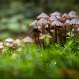 Stage photographier en forêt