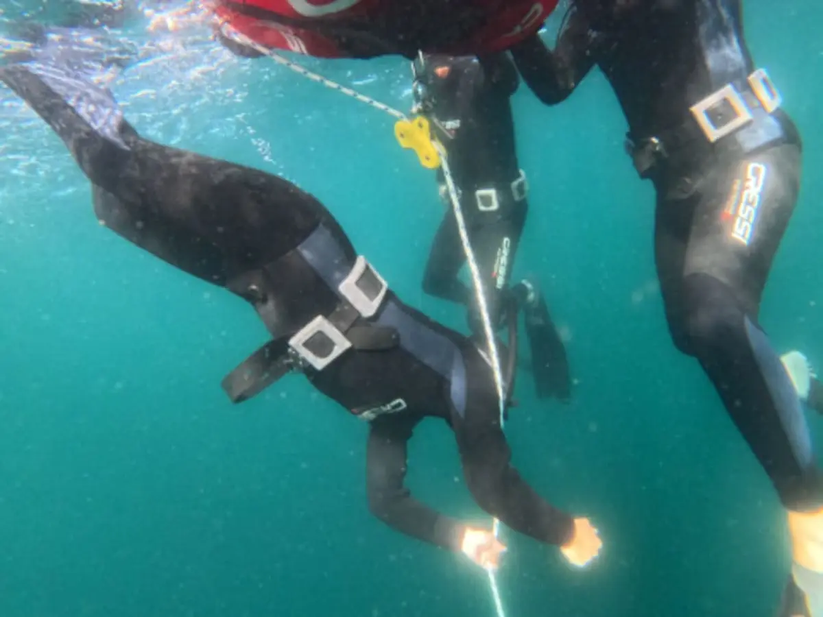 Stage plongée sous-marine de 3 demi-journées à Groix (56)