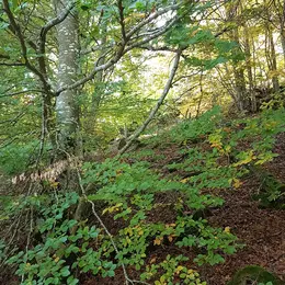 Stage Yoga D'Automne
