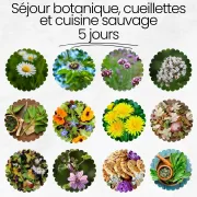 Stages De Botanique Et De Cuisine Sauvage à La Découverte Du Monde Végétal