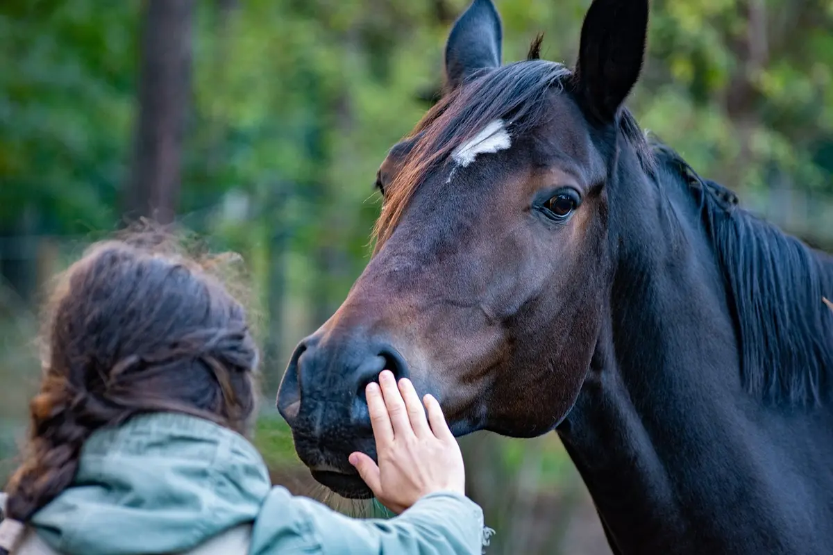 Stages poney au Haras de La Crau